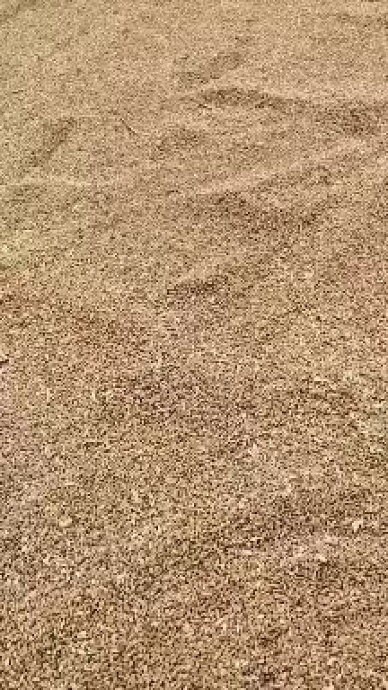 小麦，白麦山西冬小麦质量保证一手货源，欢迎来电洽谈合作