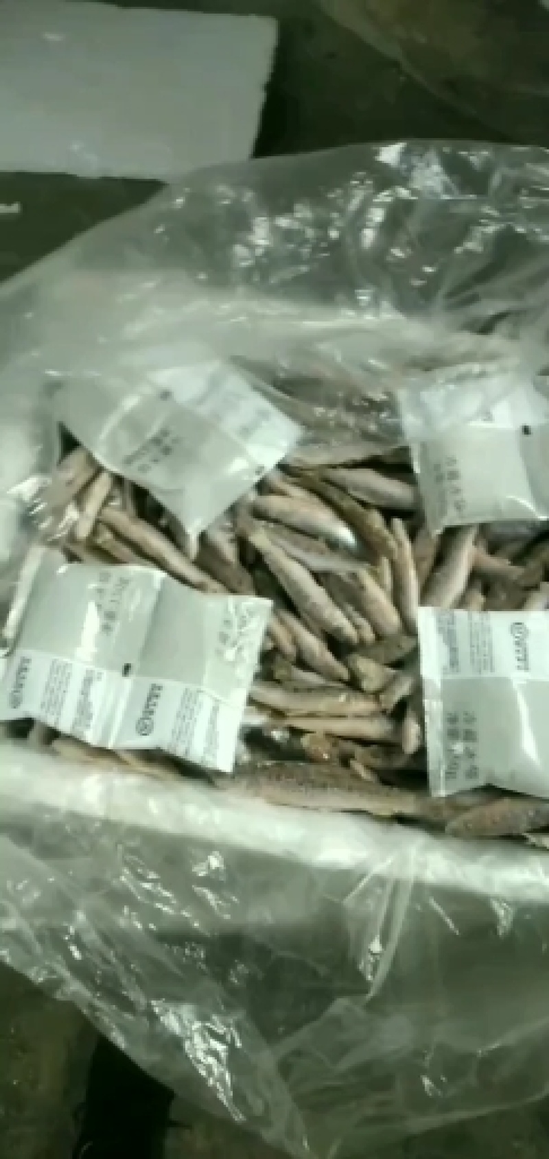 花骨鱼(麻鱼)开肚单冻