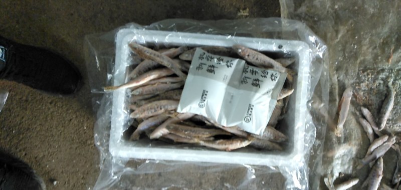 花骨鱼(麻鱼)开肚单冻