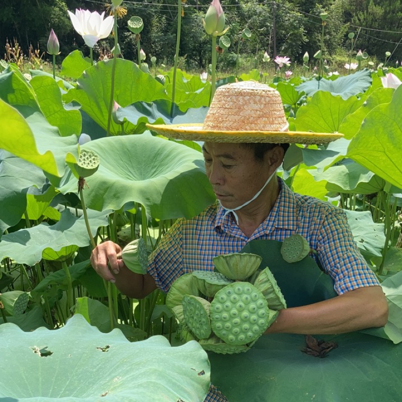 23年新鲜水果嫩莲蓬基地直采直发爽脆清甜