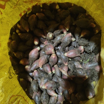 云南阳荷
