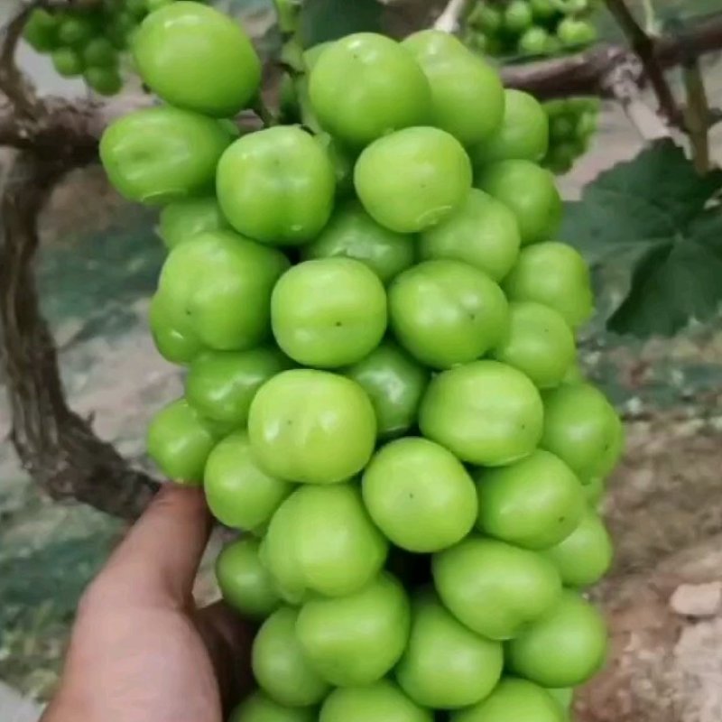 阳光玫瑰电商果商品果大量有货欢迎致电咨询