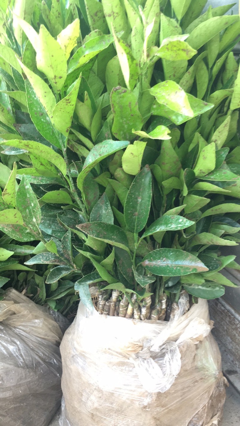 长叶香橙。爱沙。各种柑橘苗子