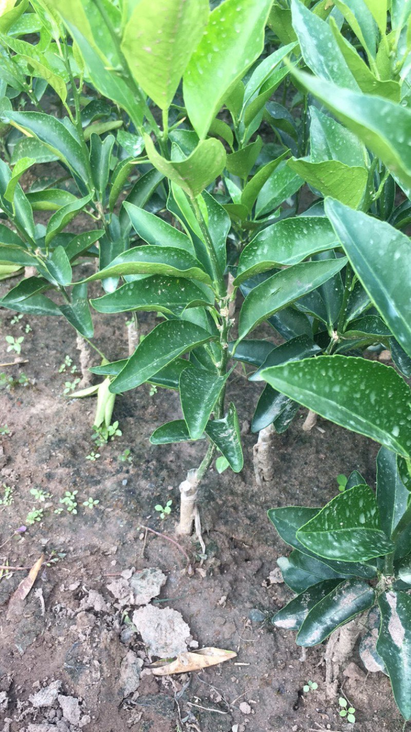 长叶香橙。爱沙。各种柑橘苗子