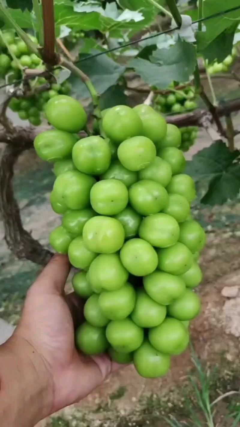阳光玫瑰电商果商品果大量有货欢迎致电咨询