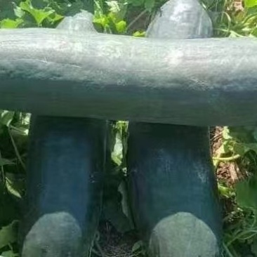 大量供应，地冬瓜
