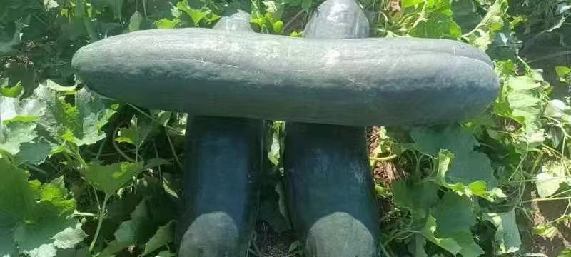 大量供应，地冬瓜