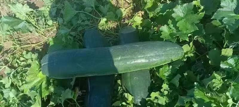 大量供应，地冬瓜