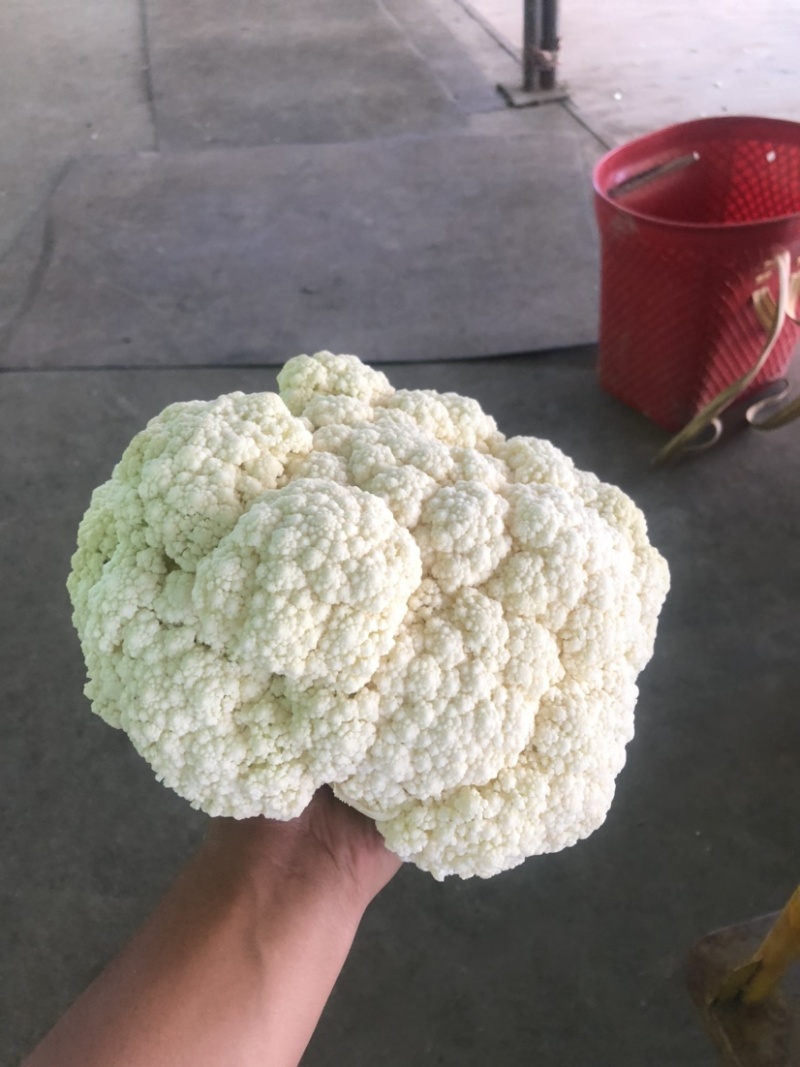 兰州高原夏菜有机松花