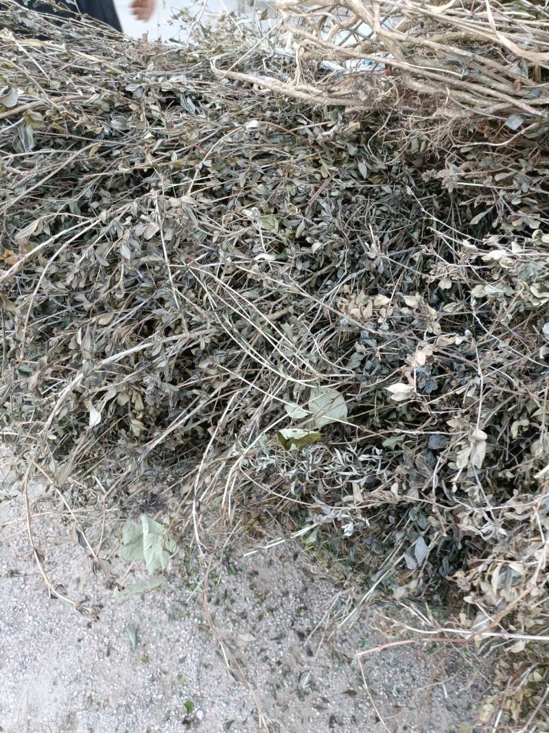 六月雪根白马骨根满天星路边姜天星木路边荆鸡骨柴批发零售
