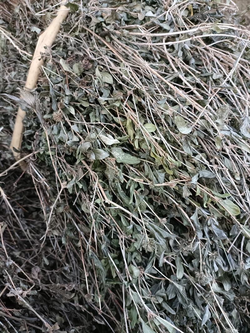 六月雪根白马骨根满天星路边姜天星木路边荆鸡骨柴批发零售