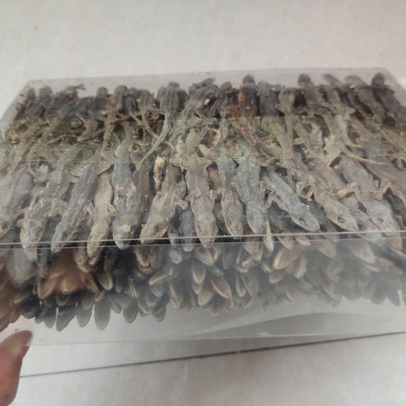 【优质商家】壁虎壁虎干天龙守宫一手货源