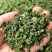 广西大瑶山刺甜茶