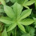 广西大瑶山刺甜茶