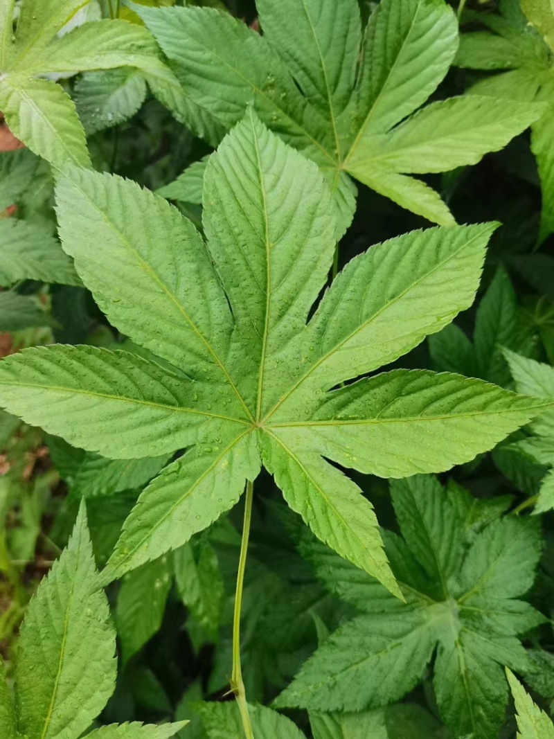 广西大瑶山刺甜茶
