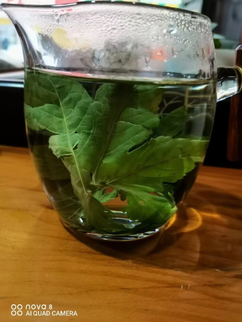 广西大瑶山刺甜茶