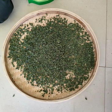 广西大瑶山刺甜茶