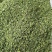 广西大瑶山刺甜茶