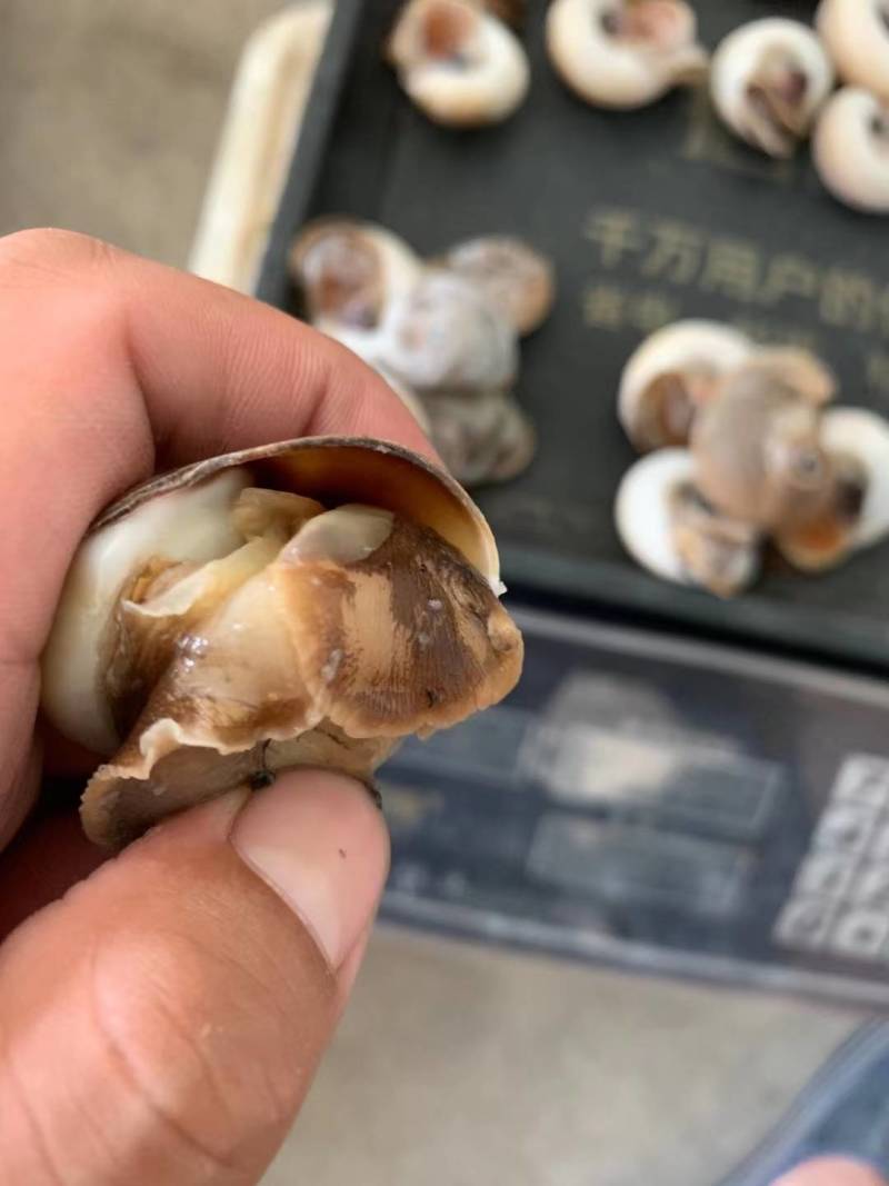 单冻吐沙猫眼螺，一斤25-30粒，捞汁专用