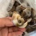 单冻吐沙猫眼螺，一斤25-30粒，捞汁专用
