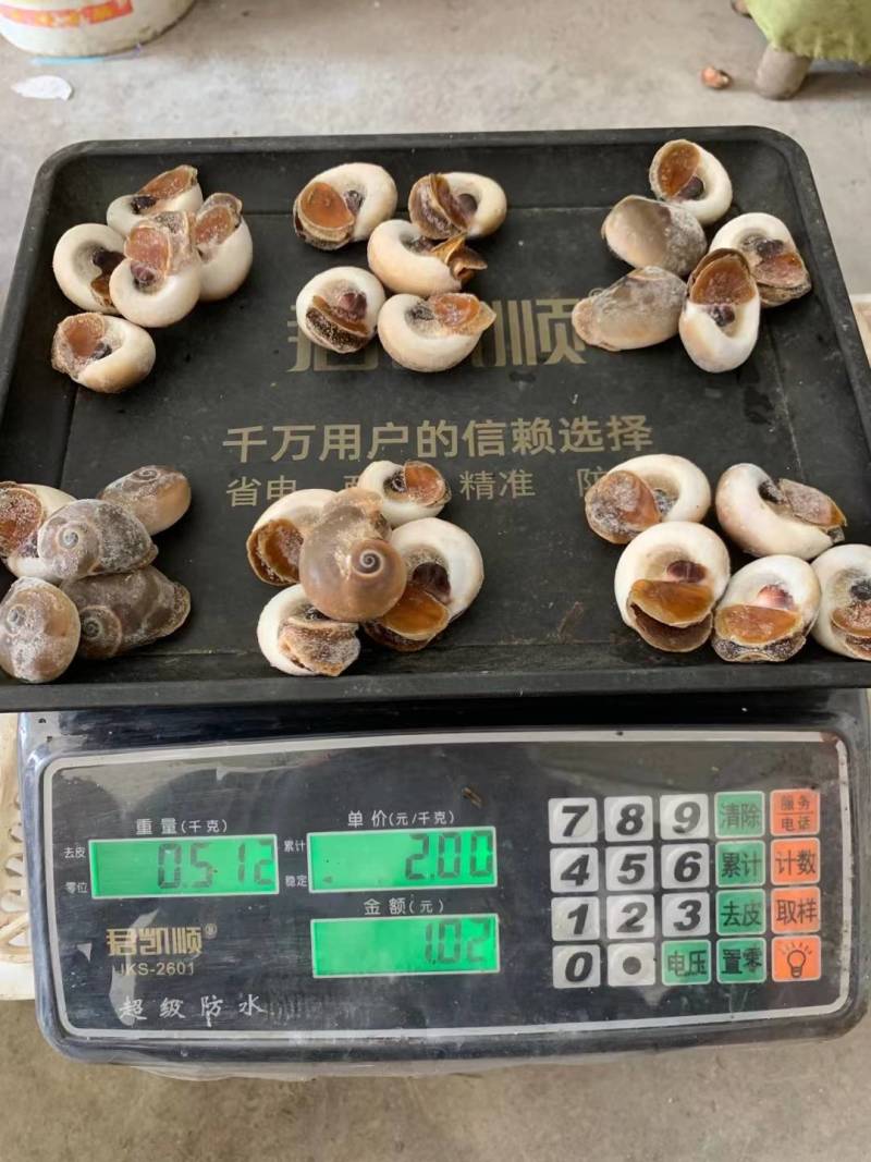 单冻吐沙猫眼螺，一斤25-30粒，捞汁专用
