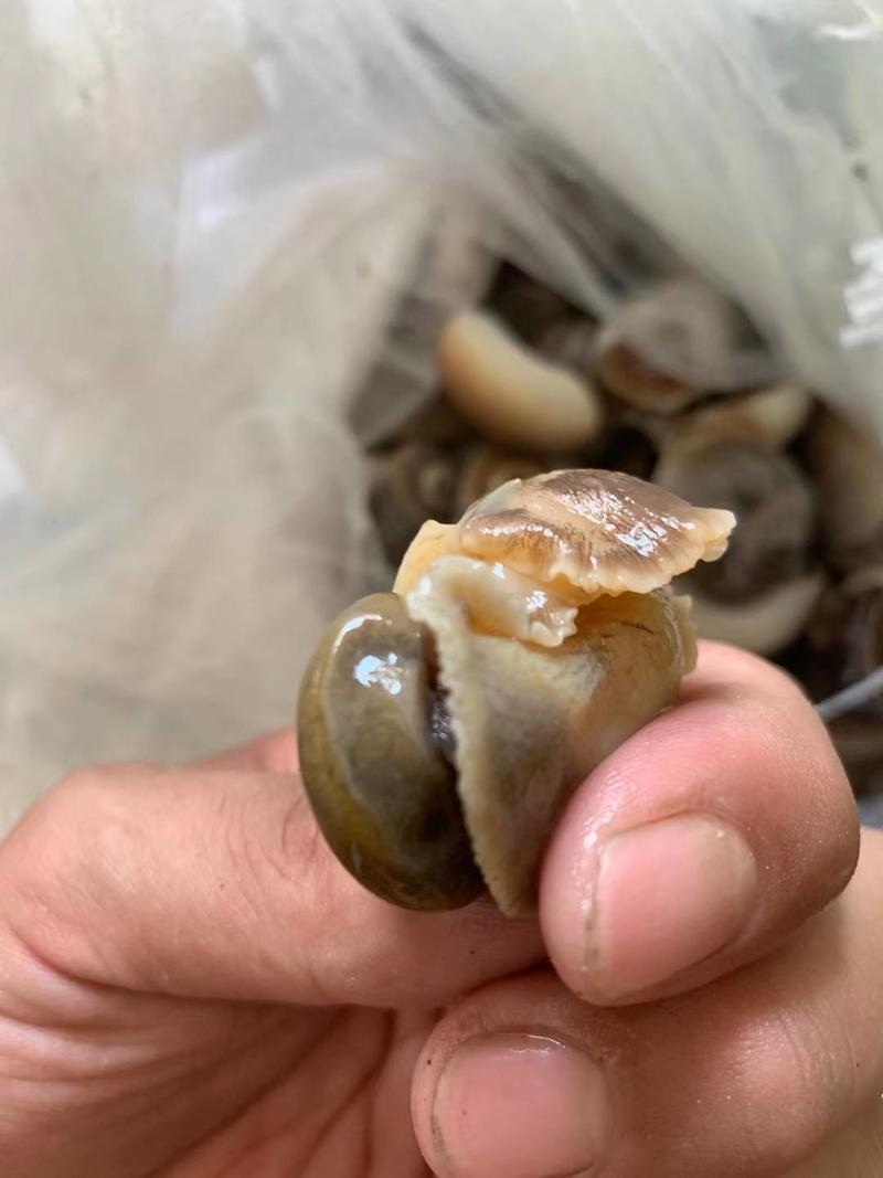 单冻吐沙猫眼螺，一斤25-30粒，捞汁专用