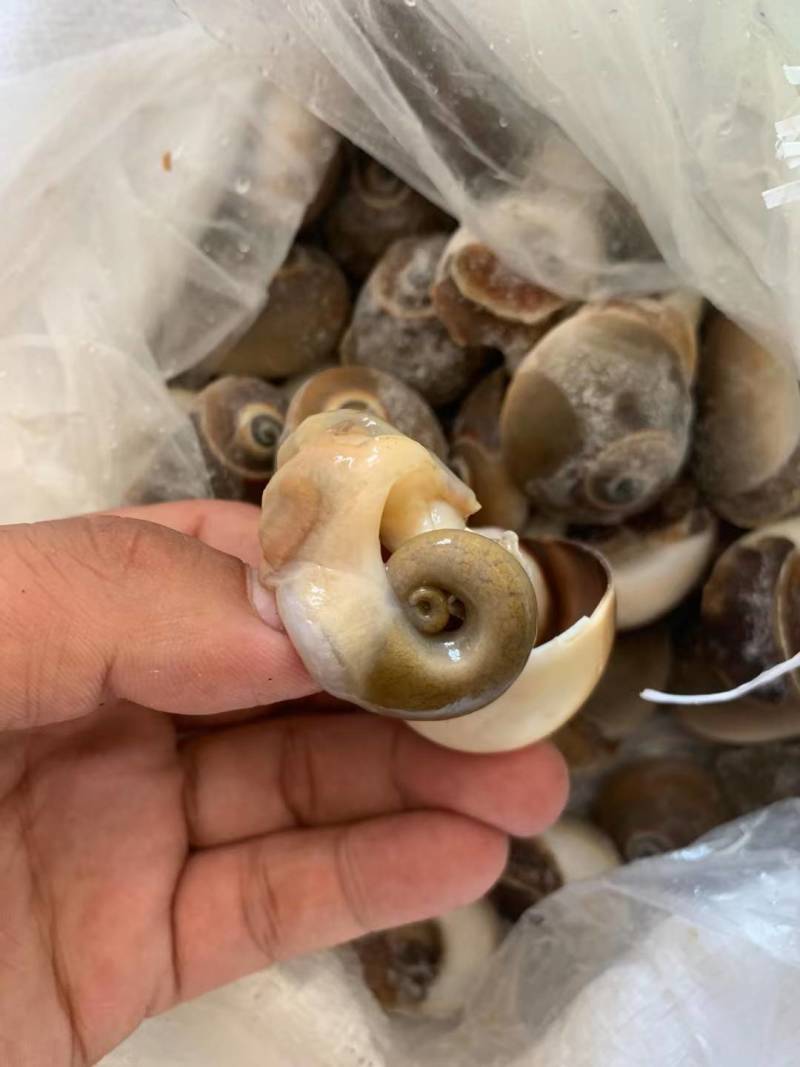 单冻吐沙猫眼螺，一斤25-30粒，捞汁专用