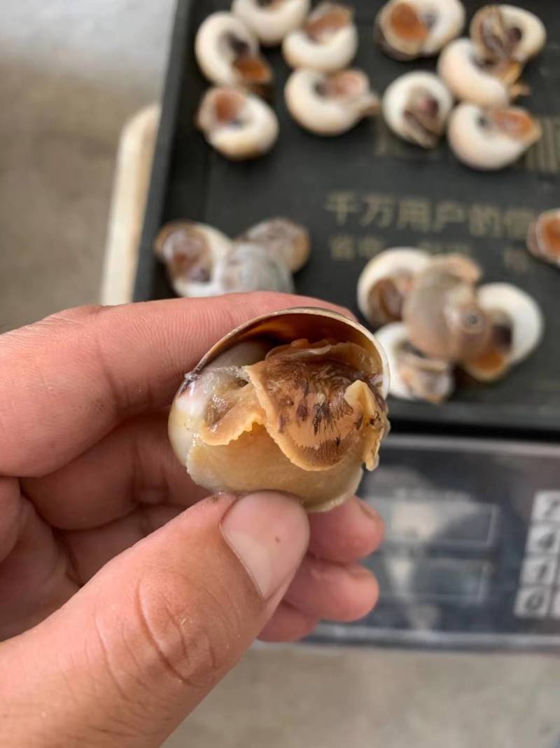 单冻吐沙猫眼螺，一斤25-30粒，捞汁专用