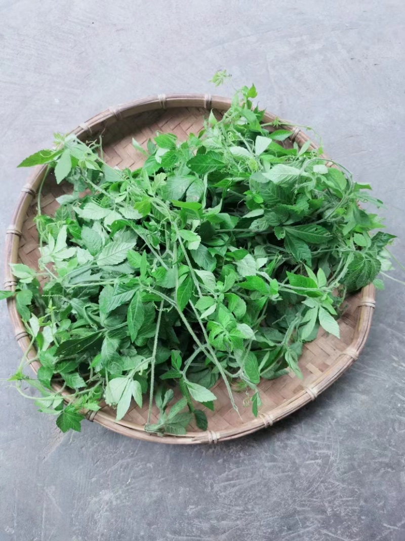 广西金秀大瑶山野生苦绞股蓝