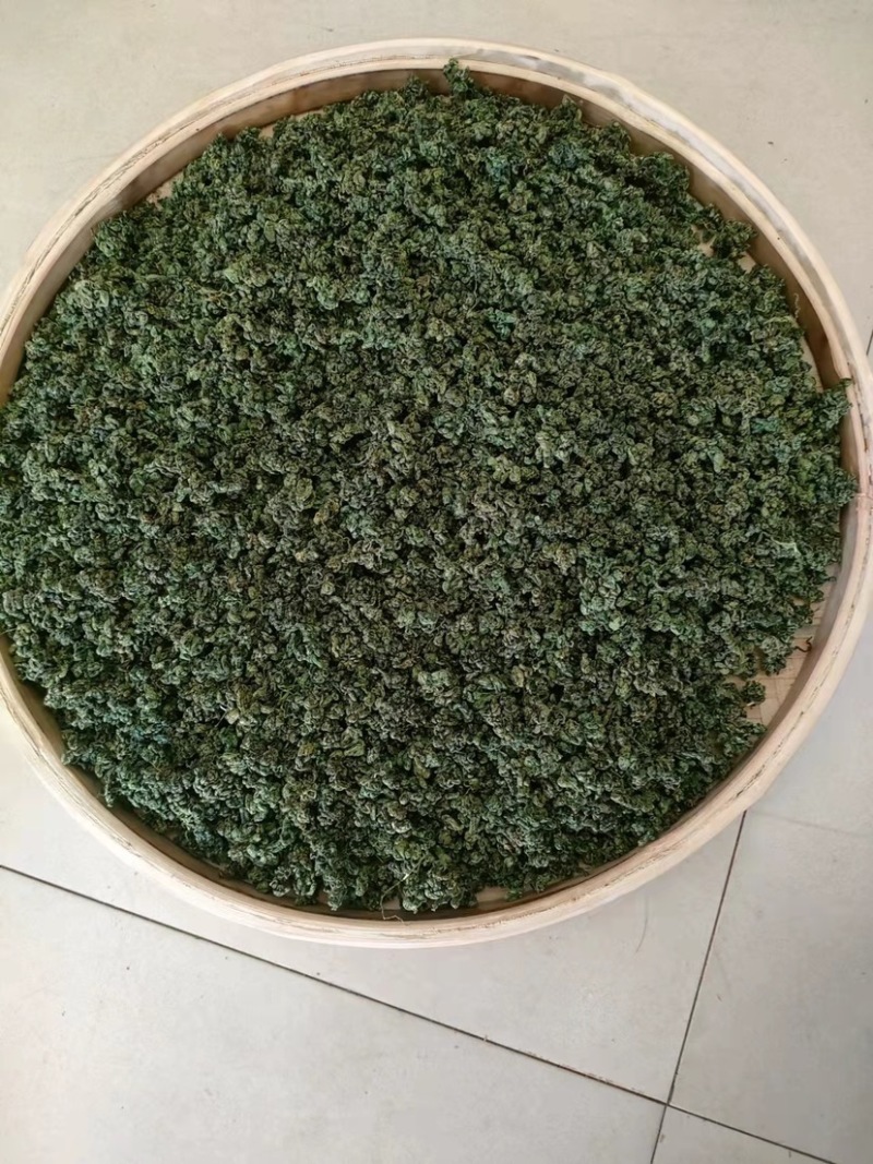 广西金秀大瑶山野生苦绞股蓝