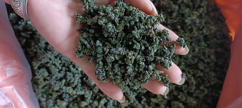 广西金秀大瑶山野生苦绞股蓝