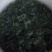 广西金秀大瑶山野生苦绞股蓝