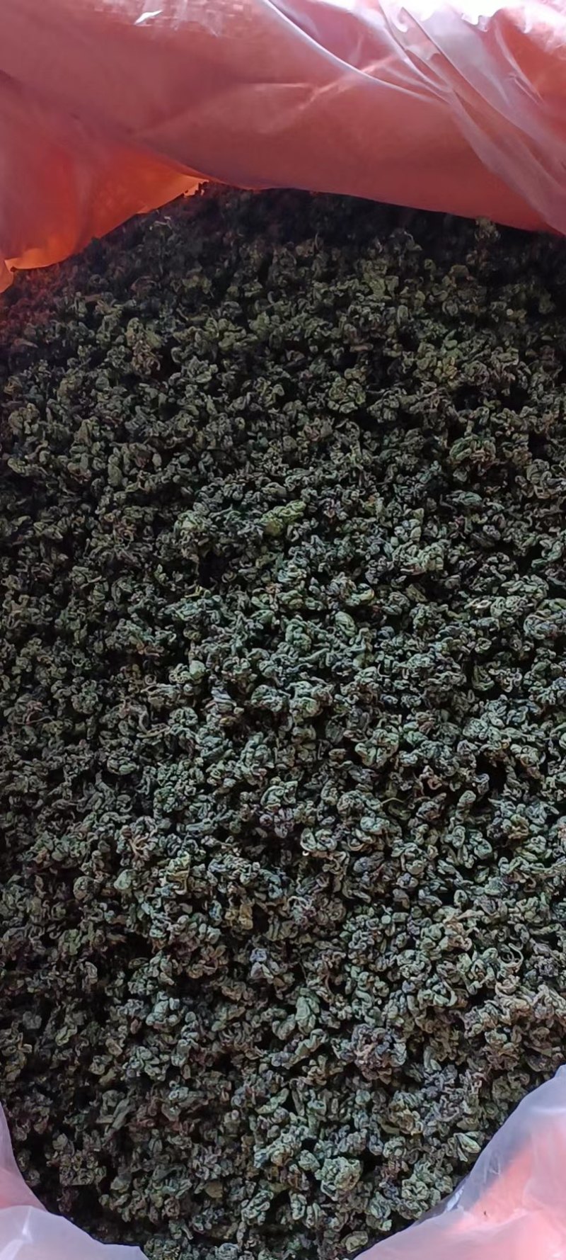 广西金秀大瑶山野生苦绞股蓝