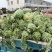 西农西瓜江苏西瓜宿迁产地直发大量有货价格公道电联采购