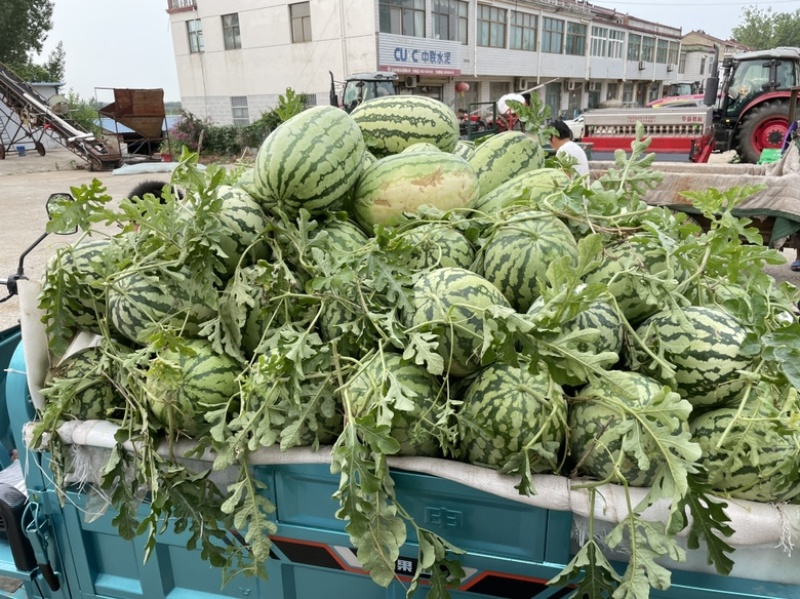 西农西瓜江苏西瓜宿迁产地直发大量有货价格公道电联采购