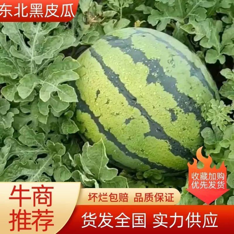 吉林洮南西瓜甜王系列，个大糖度高，全国代发，量大从优。