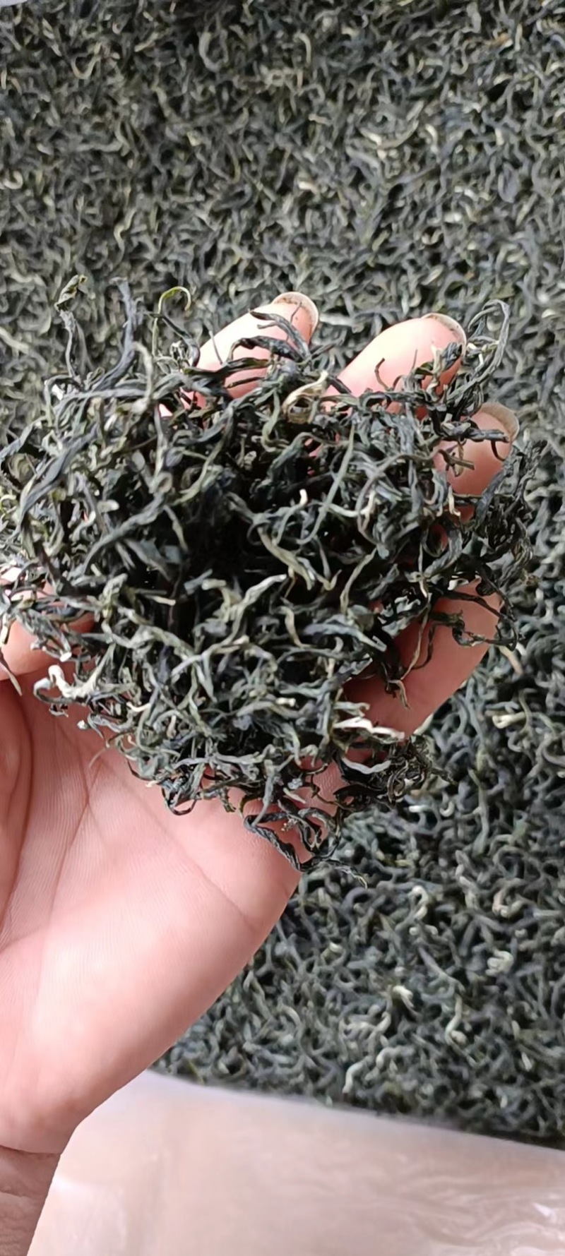 绿茶
