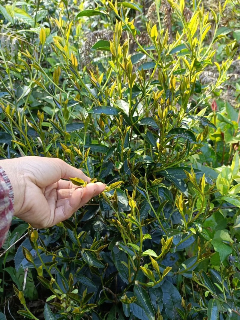 高山红茶金秀大瑶山高山云雾红茶。口感好
