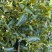 高山红茶金秀大瑶山高山云雾红茶。口感好