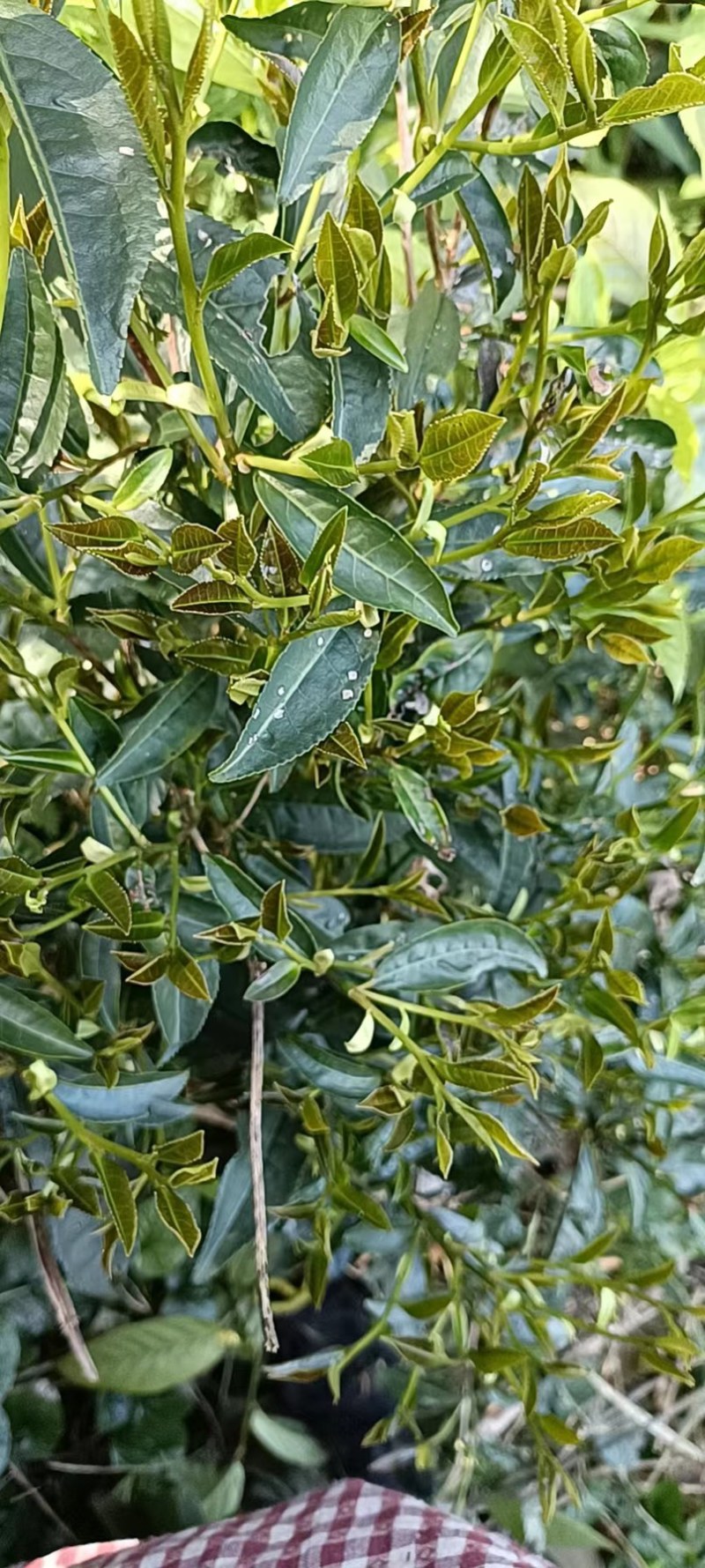 高山红茶金秀大瑶山高山云雾红茶。口感好