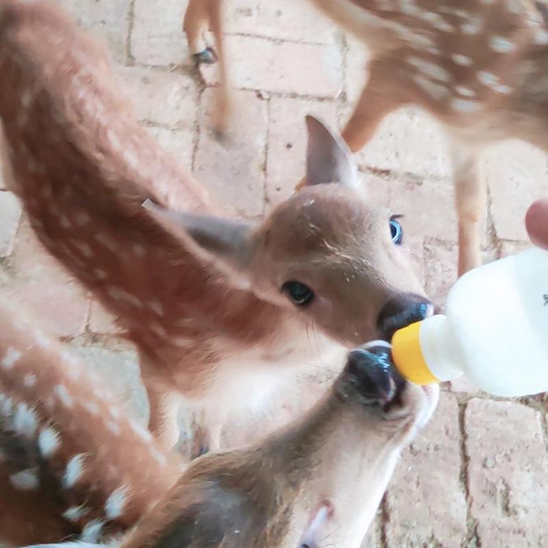 人工喂养梅花鹿听话宠物鹿和人互动的小鹿景区动物园萌宠