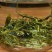 广西金秀大瑶山野生石崖茶颗粒超回甘味，