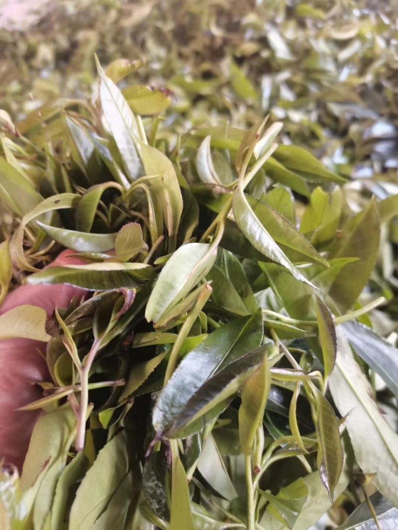 广西金秀大瑶山野生石崖茶颗粒超回甘味，
