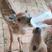 人工喂养梅花鹿听话宠物鹿和人互动的小鹿景区动物园萌宠
