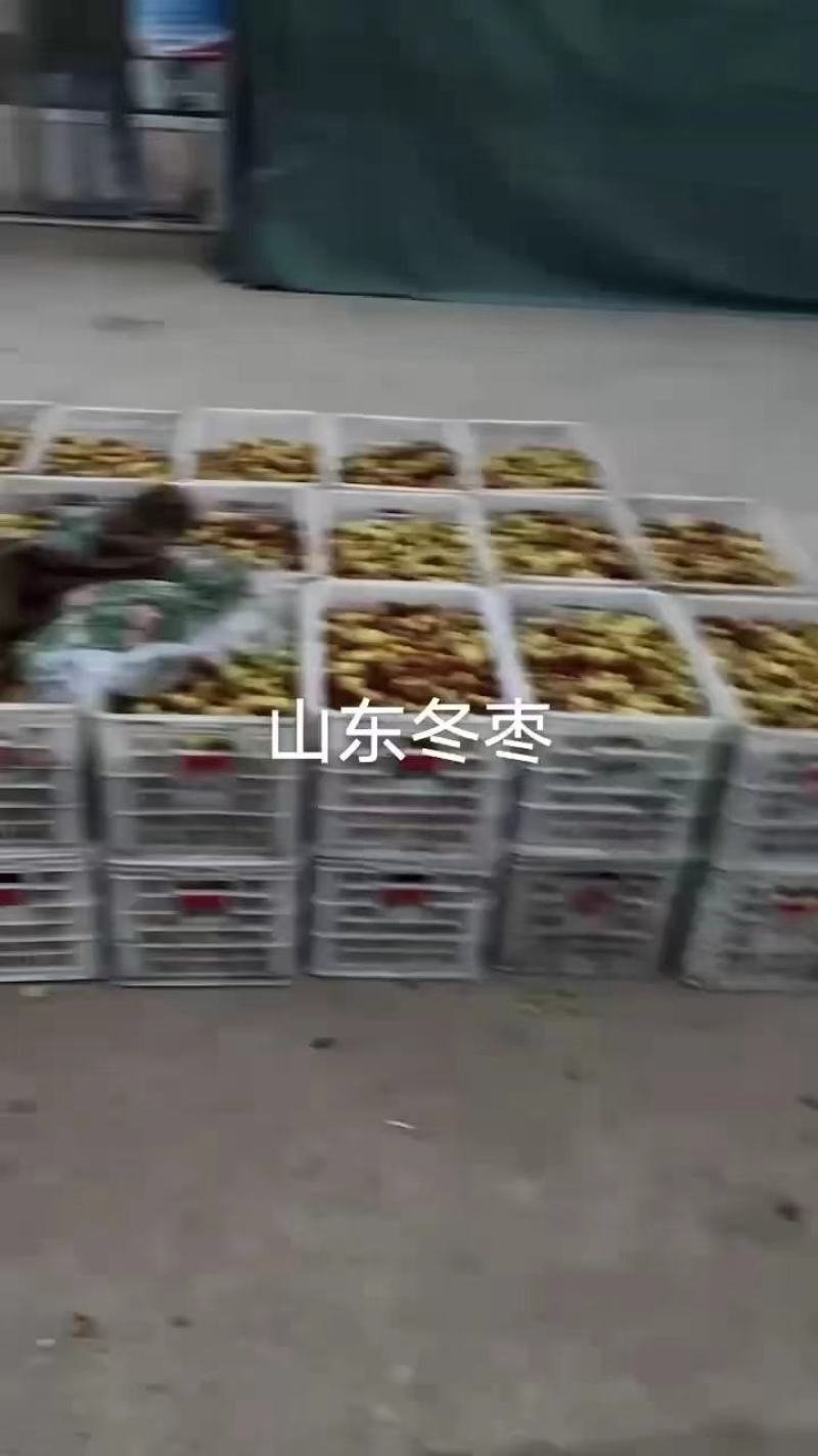 山无棣冬枣自产自销，大量有货，欢迎采购商随时咨询实地看货