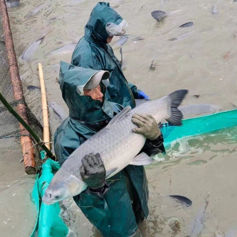 巨物青鱼池塘垂钓，全国发货，长期供应，货量充足。