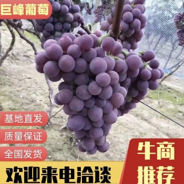 （精品）河北巨峰葡萄口感纯正欢迎全国客商前采购