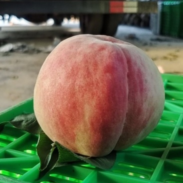 八月脆