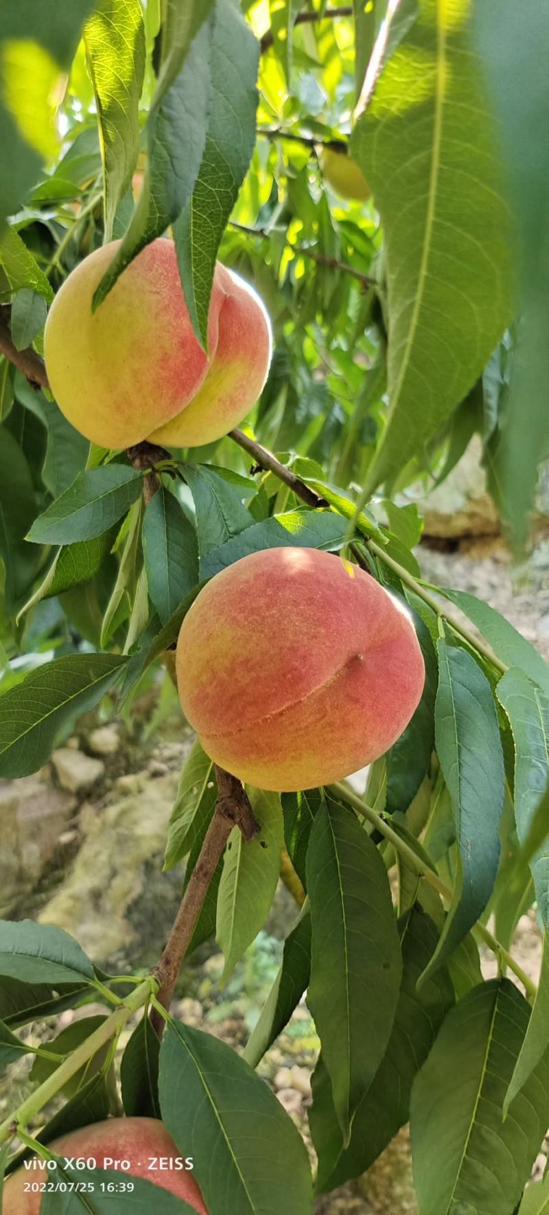 八月脆