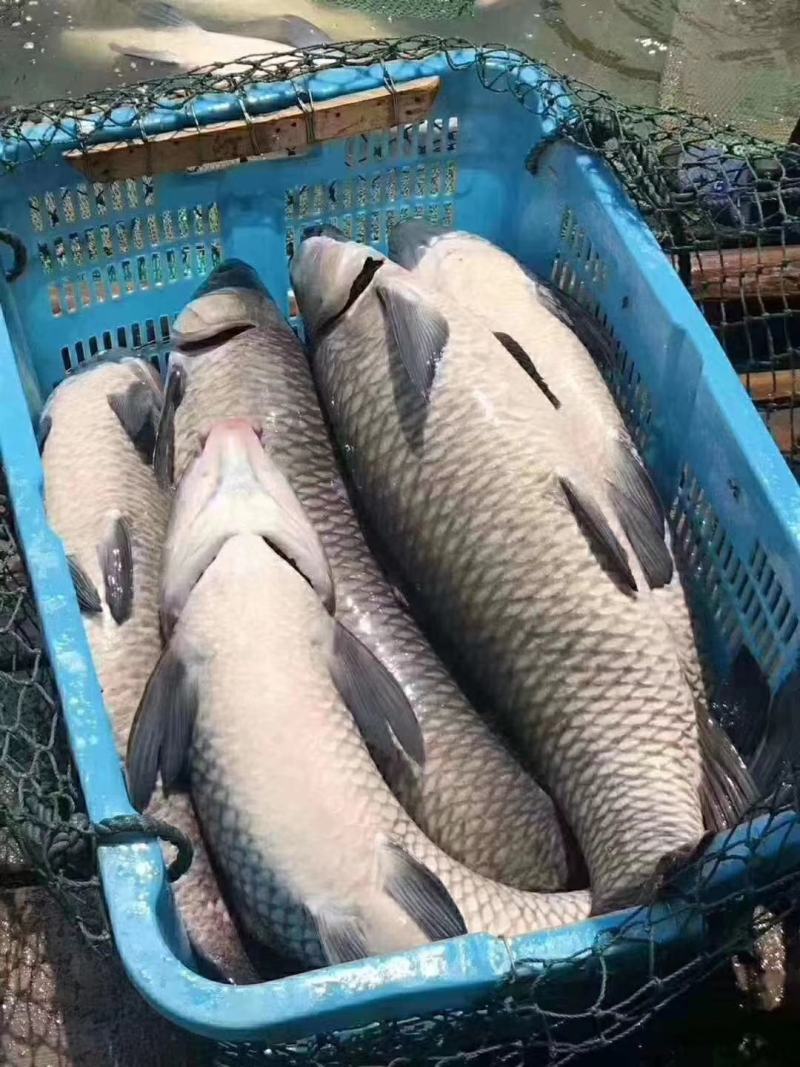 巨物青鱼池塘垂钓，全国发货，长期供应，货量充足。